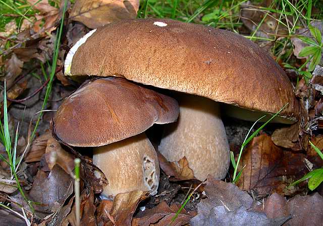 2005 :  Un anno di funghi